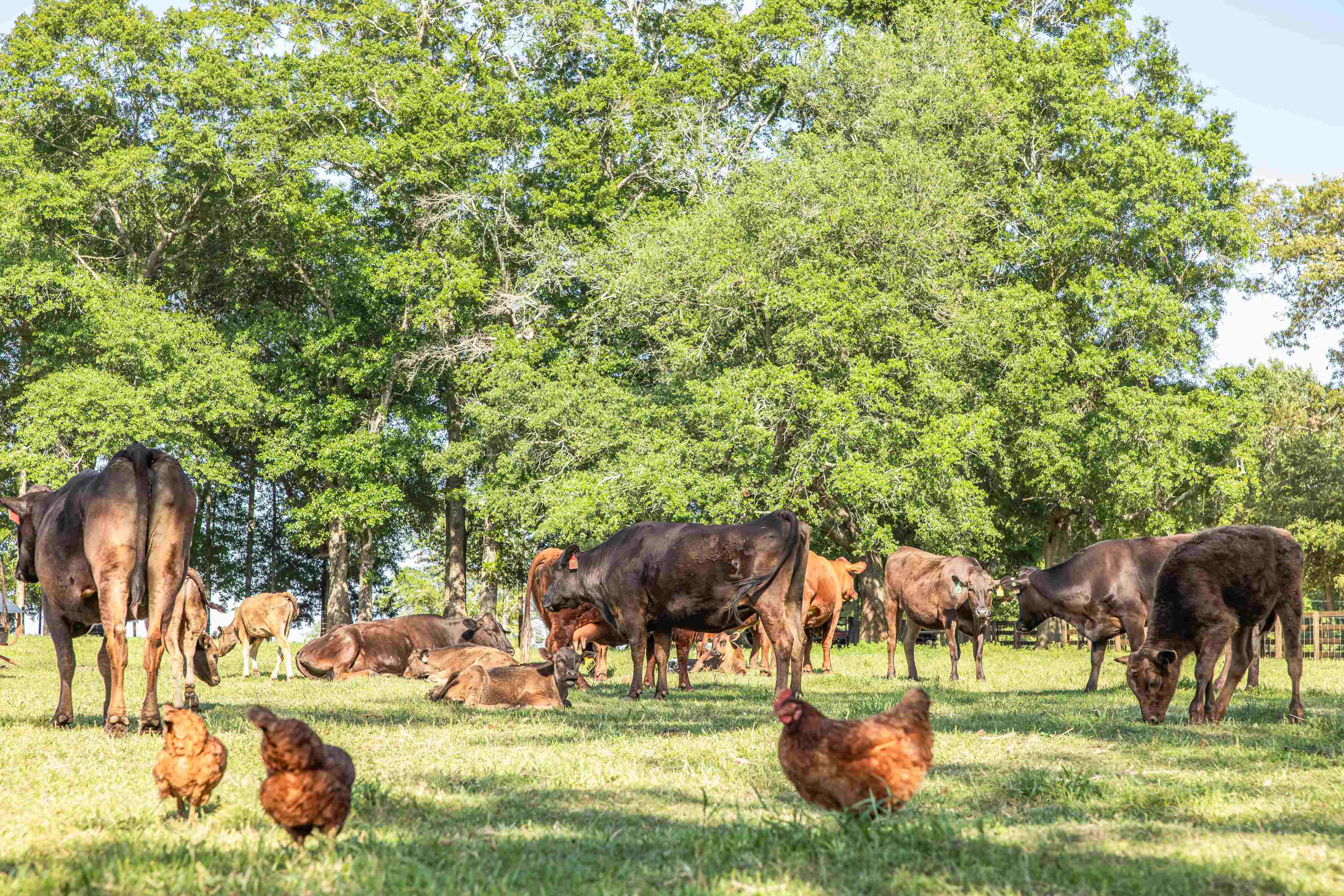 はなうし Genetics & Seed Stock – 9 Line Farms
