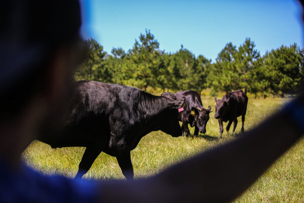9 Line Farm Wagyu Our Story.jpg__PID:1d6f728e-e78d-4826-9bd5-8054184ef162