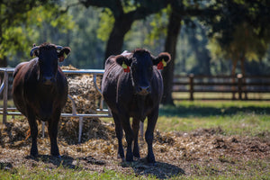 Local Hay.jpg__PID:3433d1d5-4694-492d-aae6-c9aefaeb53b7