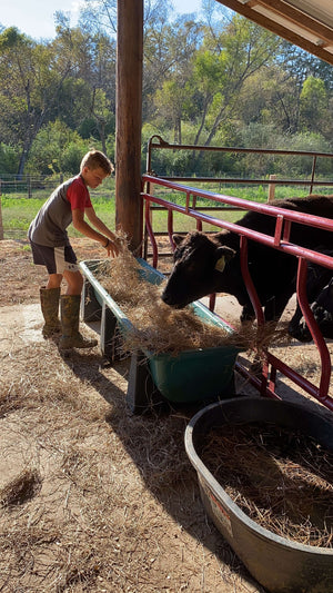 On the Farm - About Us Wagyu-8.jpeg__PID:a87a2ed2-d07f-4b35-8fc3-7d93ed06839b
