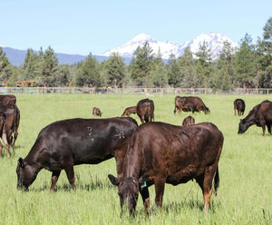 Oregon Tale All Natural beef.jpeg__PID:2a9cec6a-04ee-43e1-8ab0-5667a6d7eef8