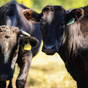 Wagyu History.jpeg__PID:40722c8d-de0c-43b1-8f40-fa2388e2d2a9