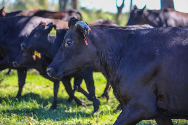 What is Wagyu banner.jpeg__PID:7cfaab18-5906-420e-868b-63c3c74c66de